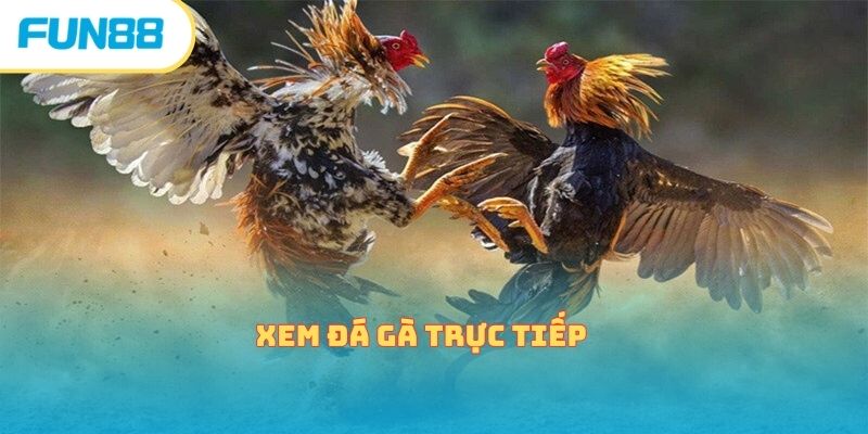 xem da ga truc tiep